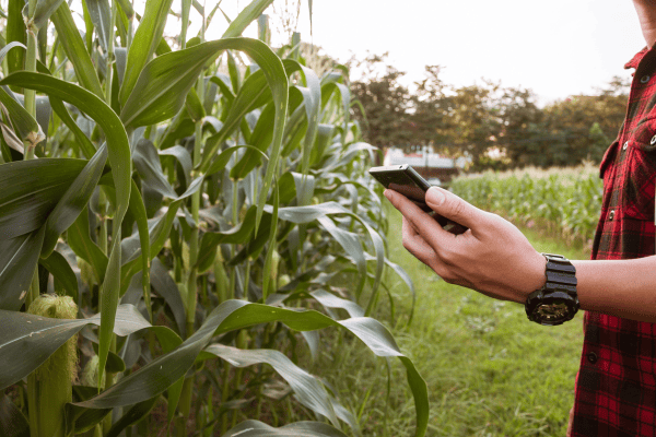 Como o Governo Apoia a Agricultura Familiar com Projetos de Agroindústria, Mercado e Inclusão Digital no Nordeste